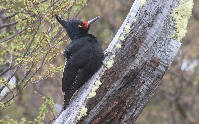 Magellanic Woodpecker, female