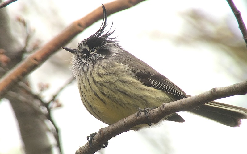 Tufted Tit-tyrant