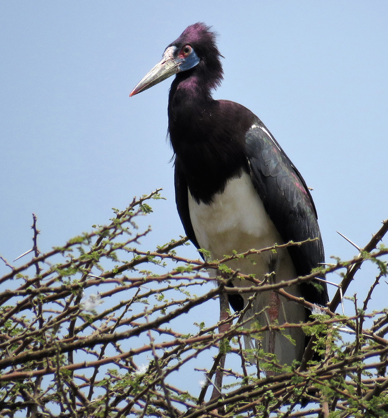 Abdim's Stork. Photo  Gina Nichol. 