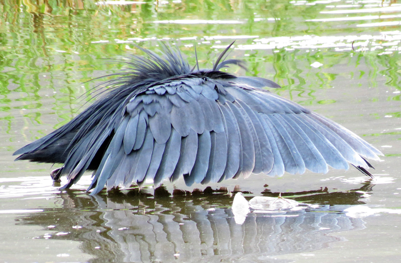 Black Heron canopy feeding. Photo  Gina Nichol.