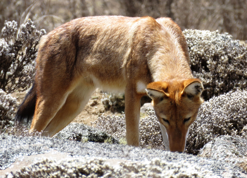 Ehtiopian Wolf. Photo  Gina Nichol. 