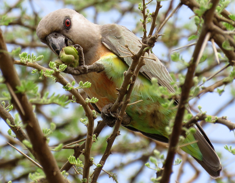 Orange-breasted Parrot. Photo  Gina Nichol. 