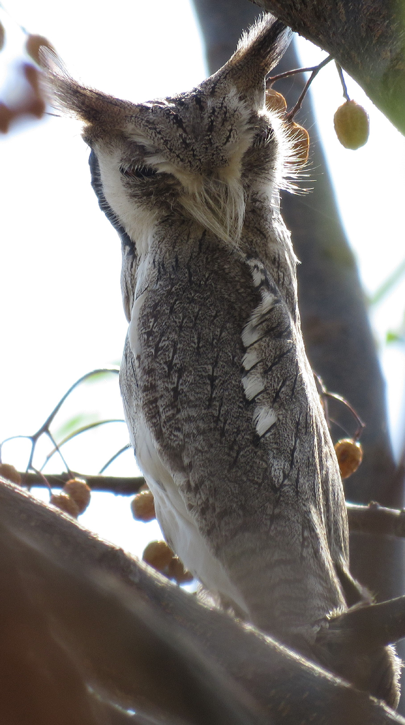 White-faced Owl. Photo  Gina Nichol. 