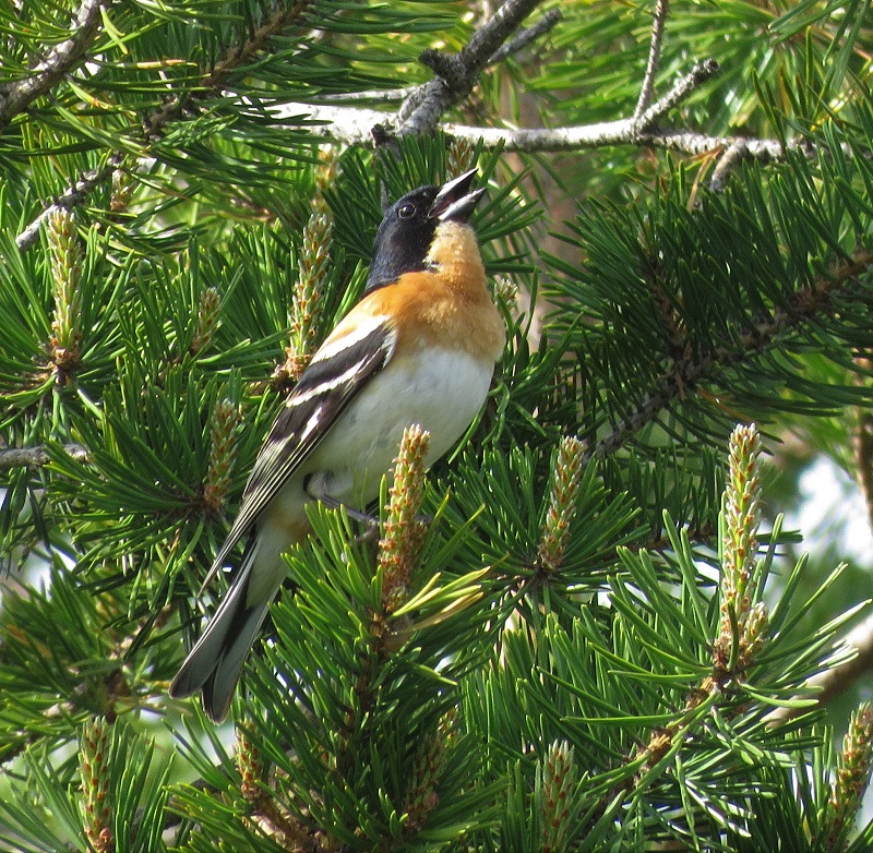 Brambling. Photo © Gina Nichol.