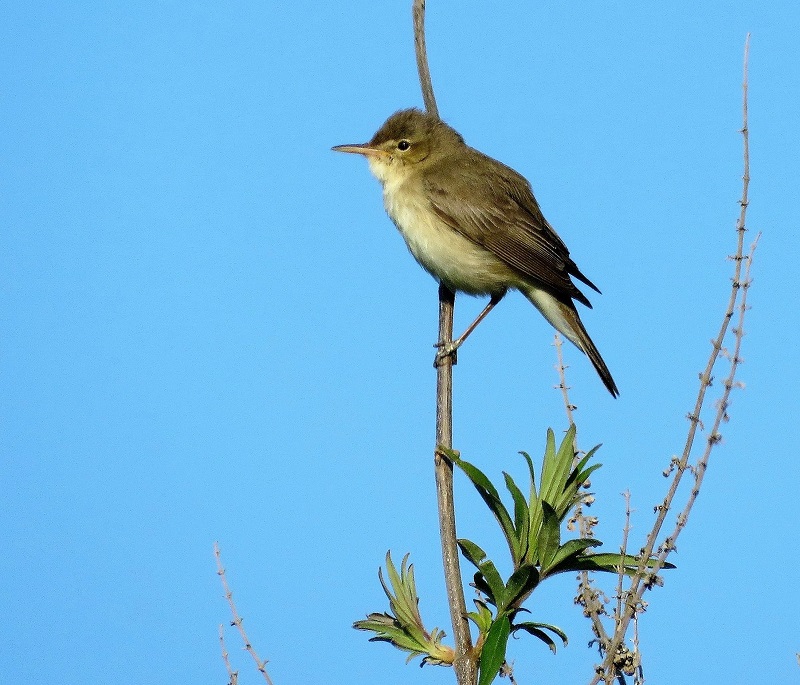 Eastern Olivaceous Warbler. Photo © Gina Nichol. 