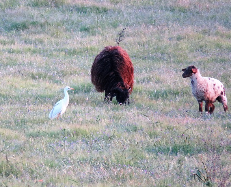 attle Egret (a handful of records on Lesvos). Photo © Gina Nichol. 