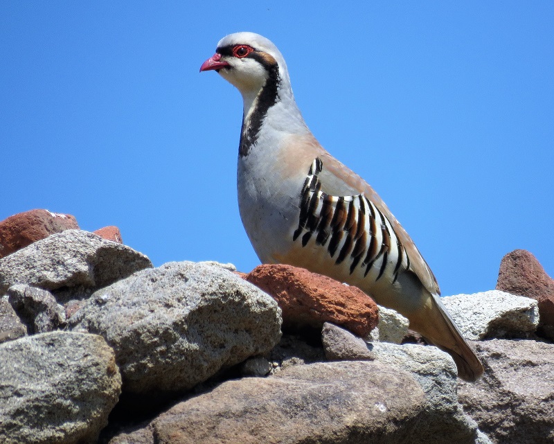 Chukar. Photo © Gina Nichol. 