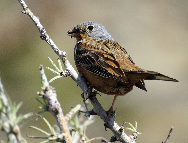 Cretschmar's Bunting. Photo © Gina Nichol.