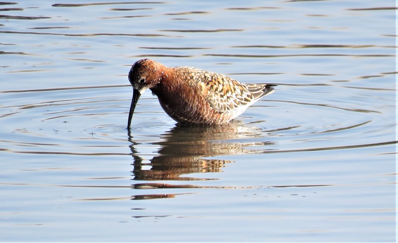 Curlew Sandpiper. Photo © Gina Nichol. 