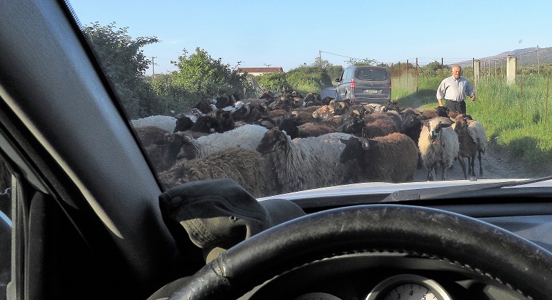 Sheep Jam. Photo © Gina Nichol. 