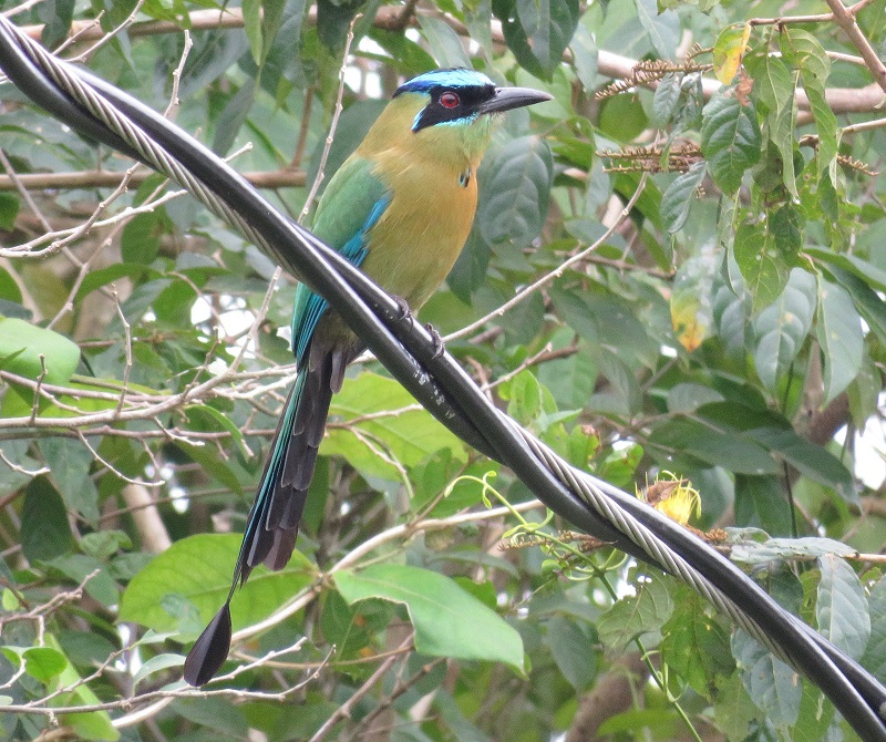 Lessson's Motmot. Photo © Gina Nichol. 