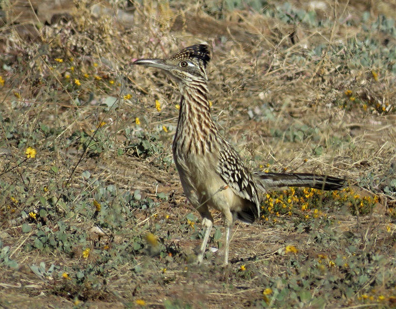 Greater Roadrunner. Photo © Gina Nichol. 