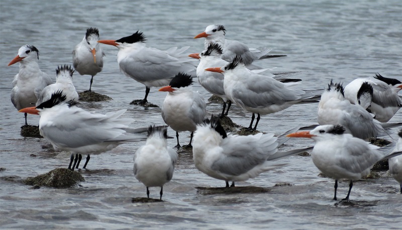 Royal Terns. Photo © Gina Nichol. 