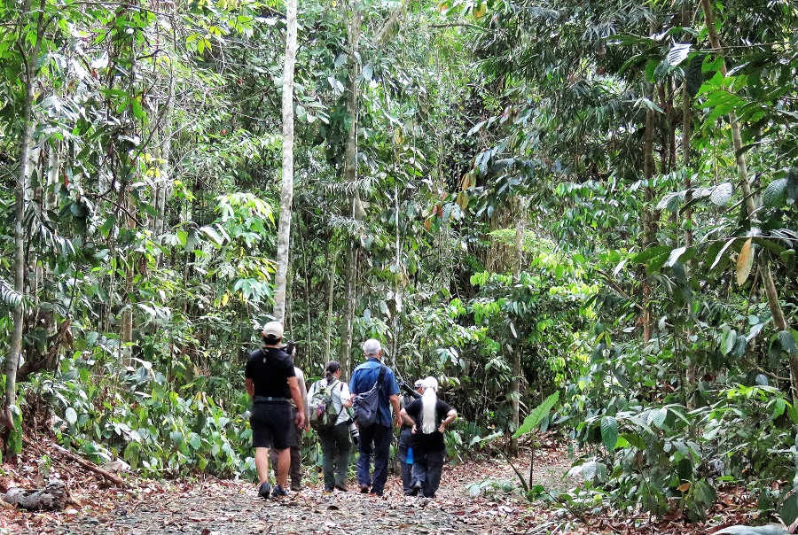 Birding the trails of Sepilok. Photo © Gina Nichol. 