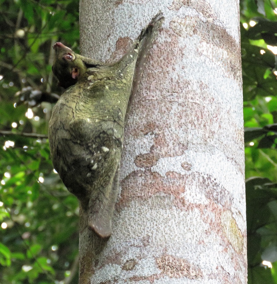 The mysterious Colugo. Photo © Gina Nichol. 