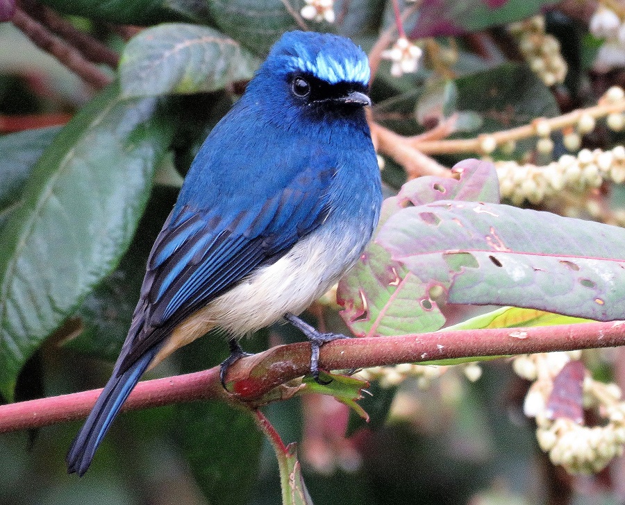 Indigo Flycatcher. Photo © Gina Nichol.