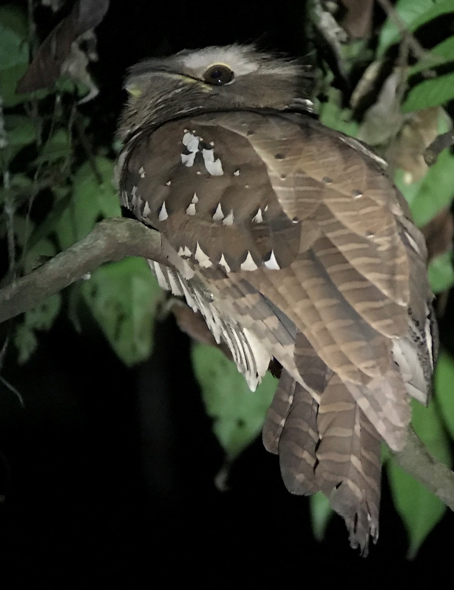 Large Frogmouth. Photo © Gina Nichol.