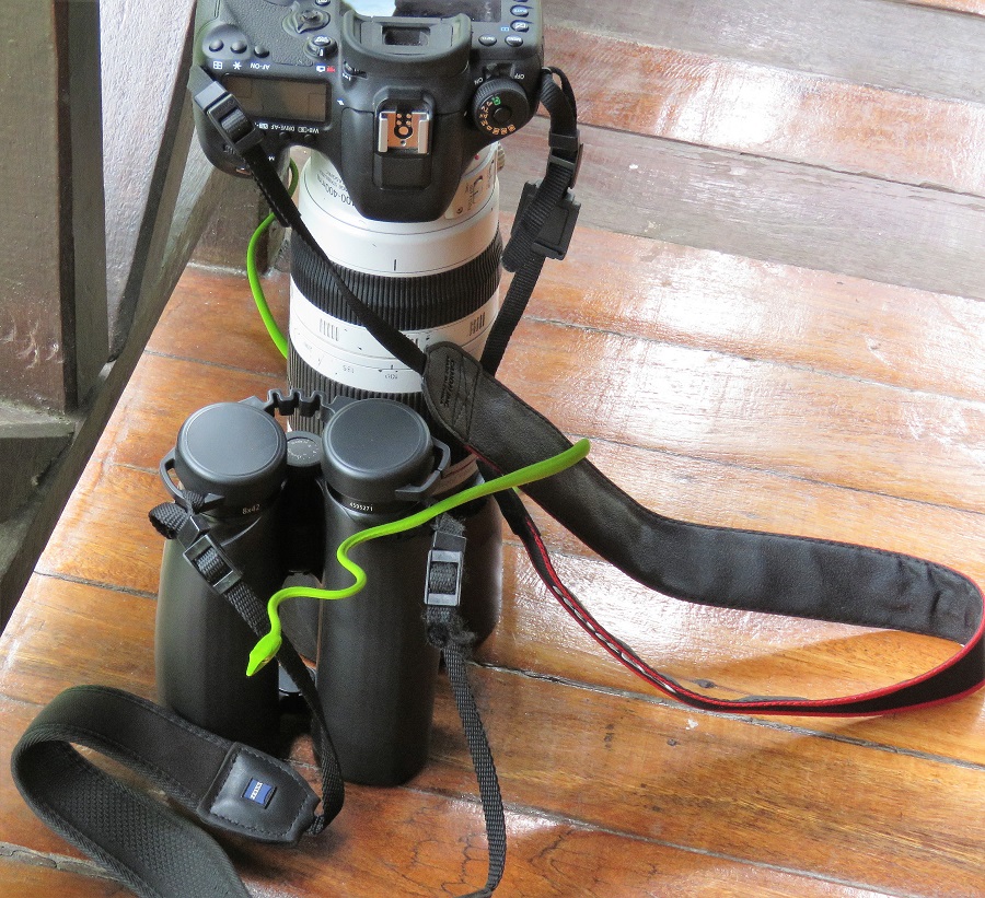 A Green Vine Snake tries to claim Steve's gear at lunch time. Photo by Gina Nichol. 