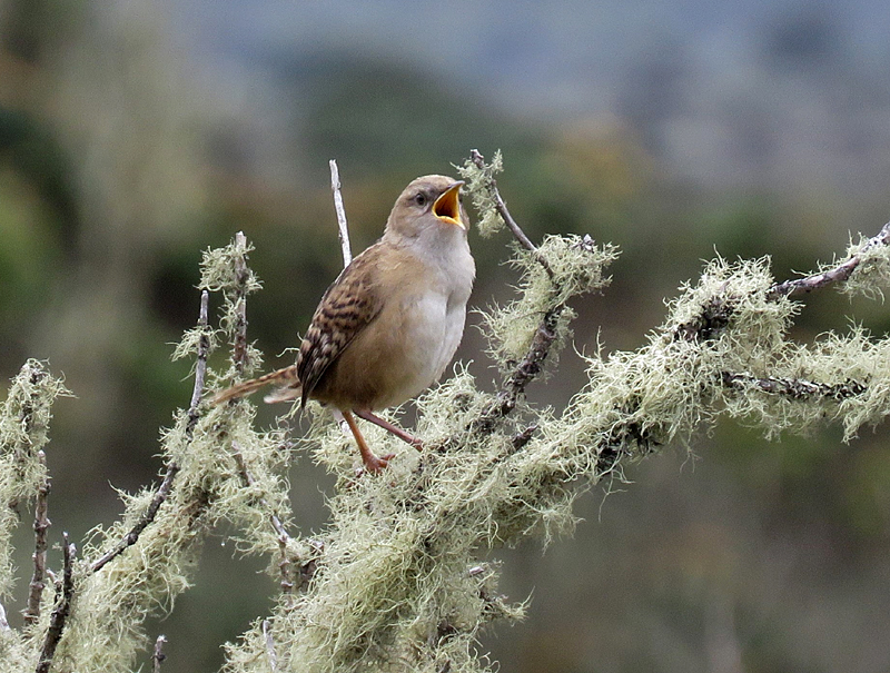 Apolinar's Wren. Photo © Gina Nichol. 