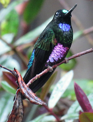 Blue-throated Starfrontlet. Photo by Gina Nichol.