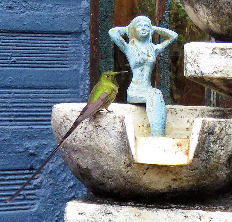 Black-tailed Trainbearer. Photo © Gina Nichol. 