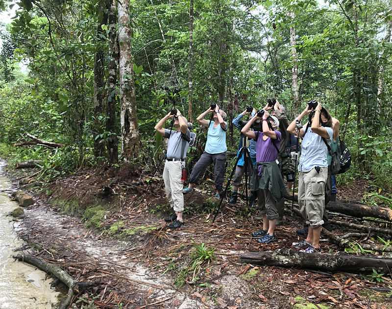 Birding the white sand forest of Mitu. Photo © Gina Nichol. 