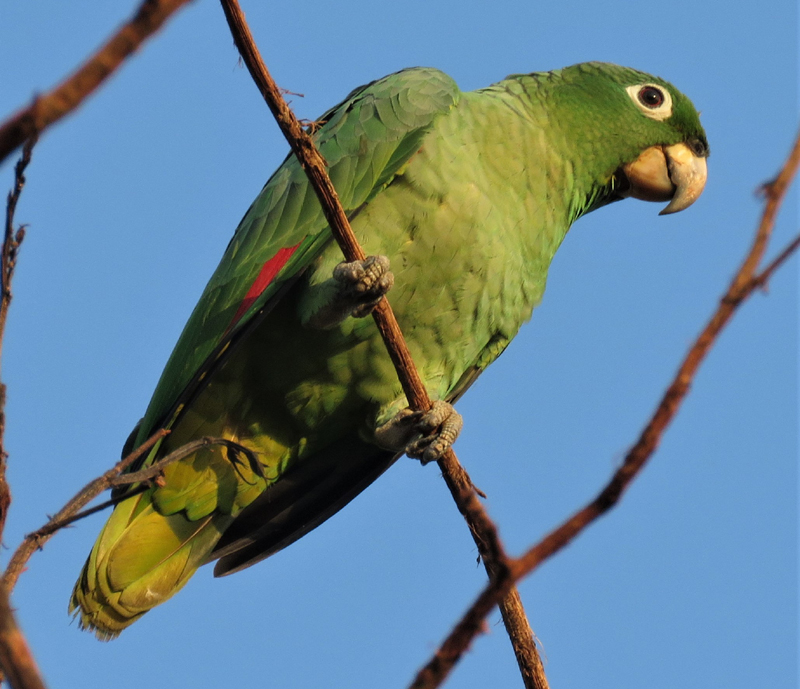 Mealy Parrot. © Gina Nichol.