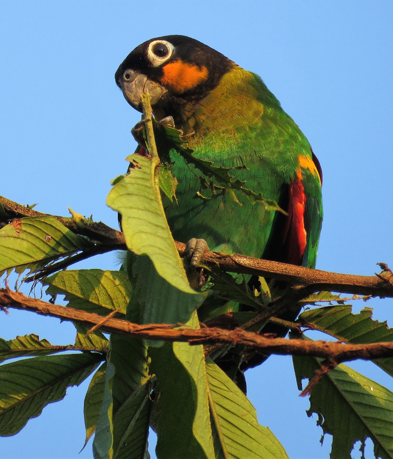 Orange-cheeked Parrot. Photo © Gina Nichol.