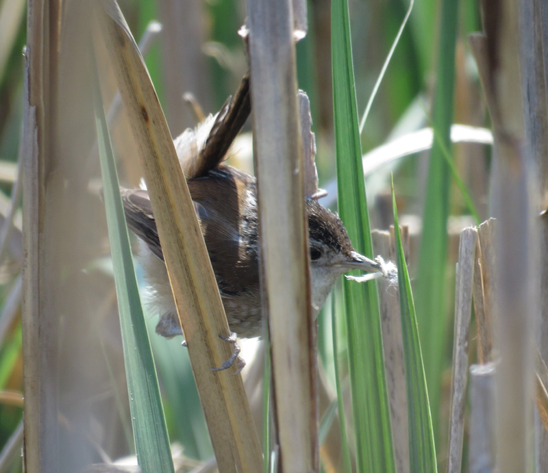 Marsh Wren. © Gina Nichol.