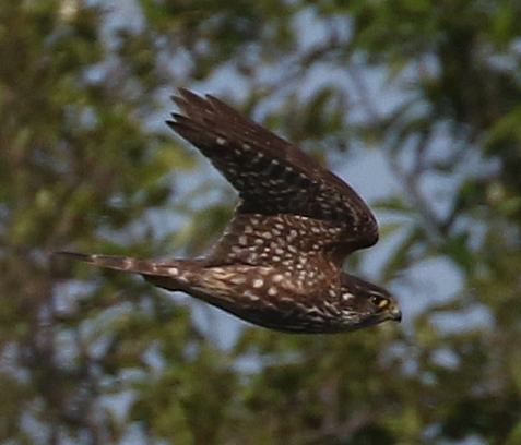 Black Merlin. Photo © Steve Bird.