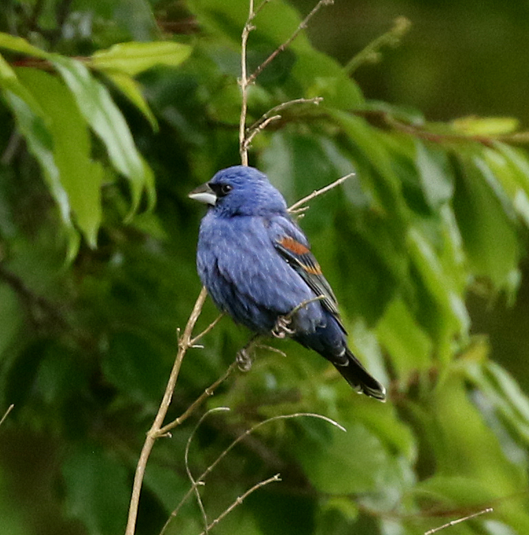 Blue Grosbeak. Photo © Steve Bird.