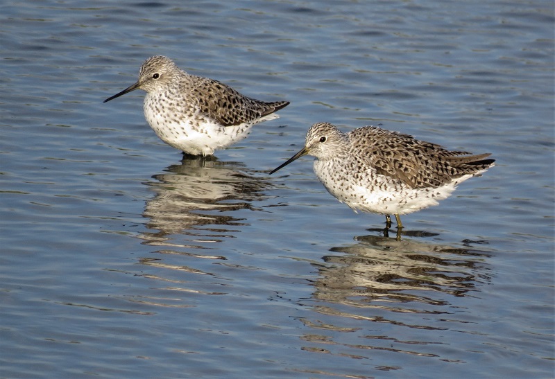 Marsh Sandpipers. Photo © Gina Nichol.