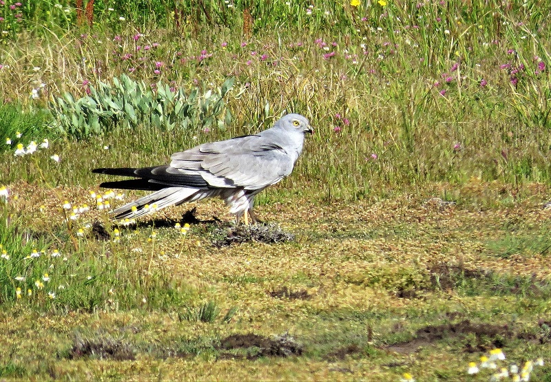 Montagu's Harrier, male. Photo © Gina Nichol.