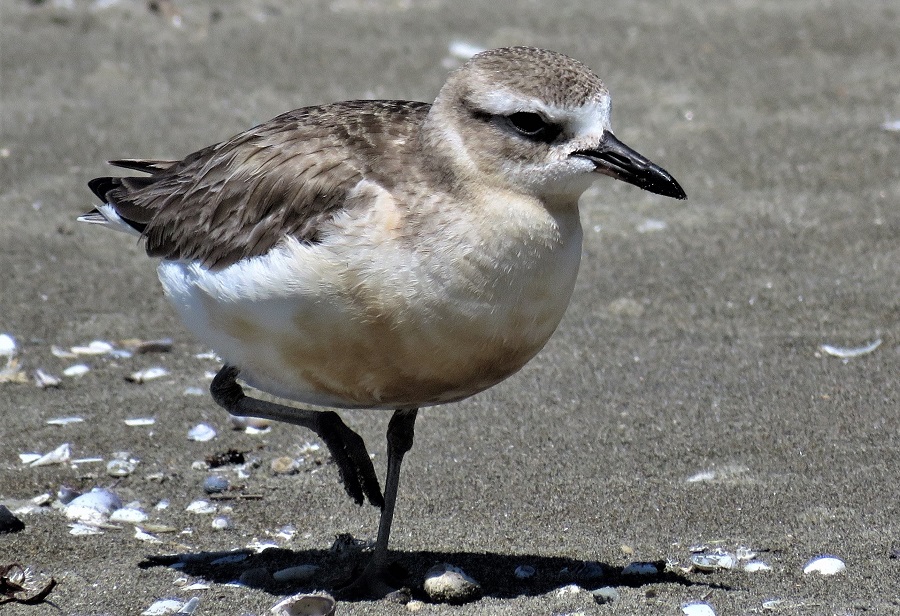 New Zealand Dotterel. Photo © Gina Nichol. 