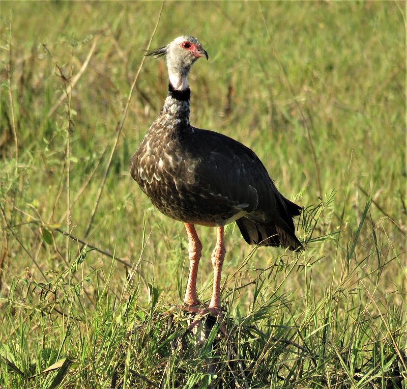 Southern Screamer. Photo © Gina Nichol. 