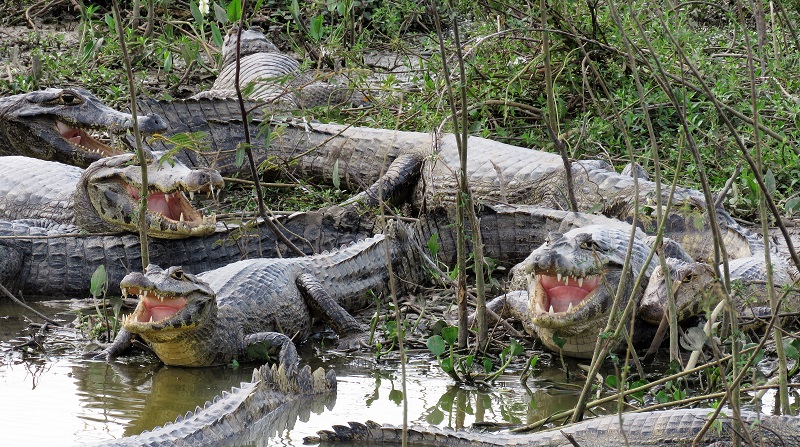 Pantanal Caiman. Photo © Gina Nichol. 