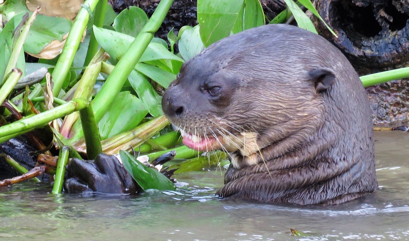 Giant Otter. Photo © Gina Nichol. 