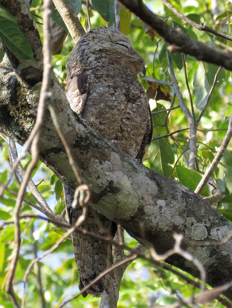 Great Potoo. Photo © Gina Nichol.