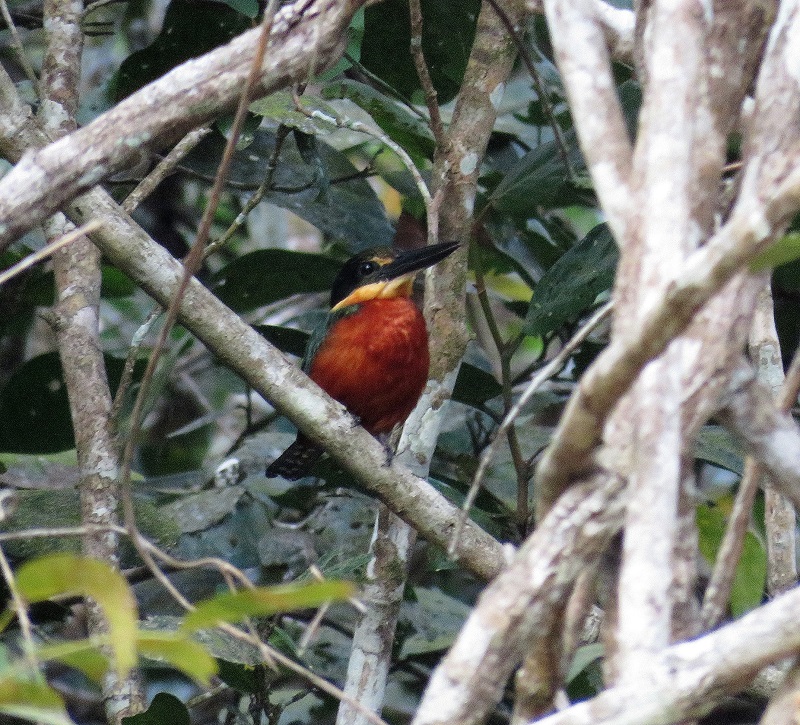 Green-and-rufous Kingfisher. Photo © Gina Nichol.