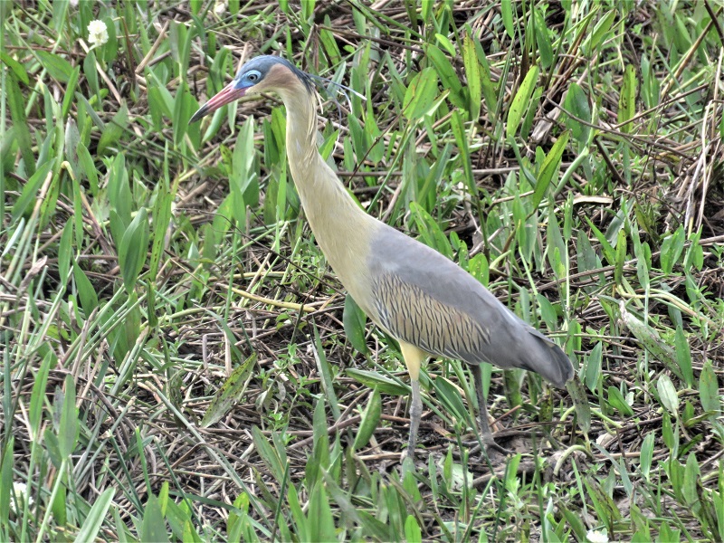 Whistling Heron. Photo © Gina Nichol.