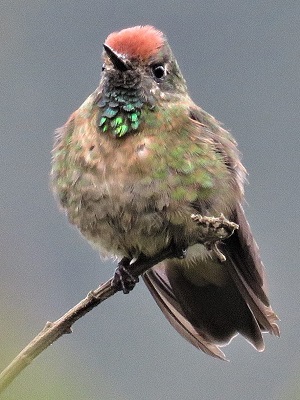 Rufous-capped Thornbill. Photo © Gina Nichol. 