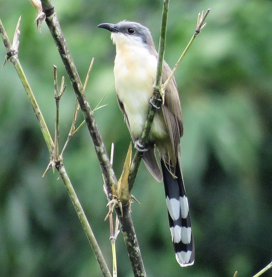 Dark-billed Cuckoo. Photo © Gina Nichol 