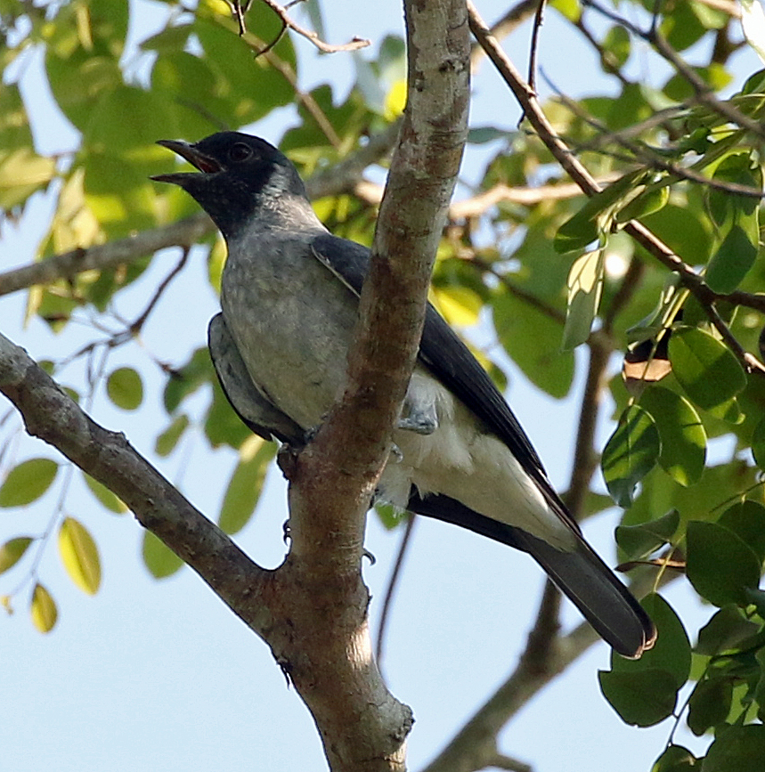 Black-faced Cotinga. Photo by Steve Bird. 