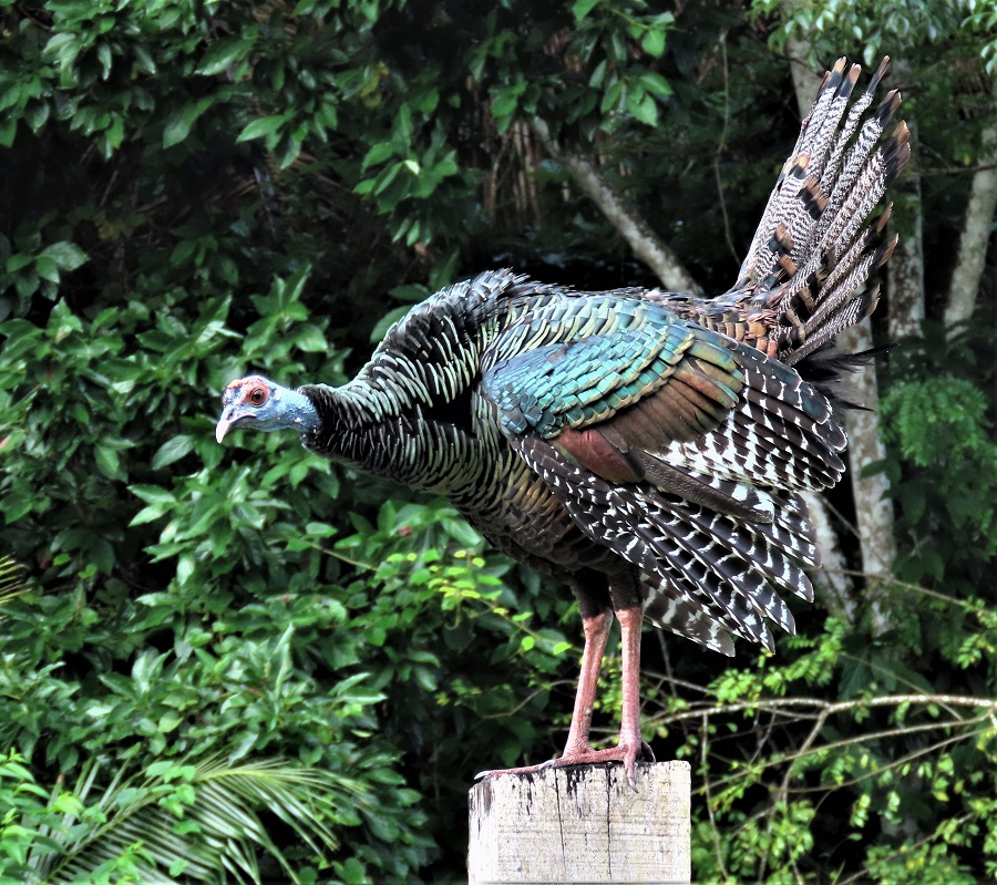 Ocellated Turkey by Gina Nichol