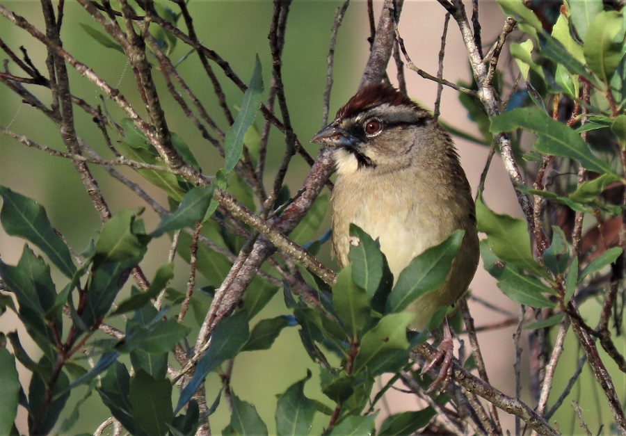 Rusty Sparrow by Gina Nichol