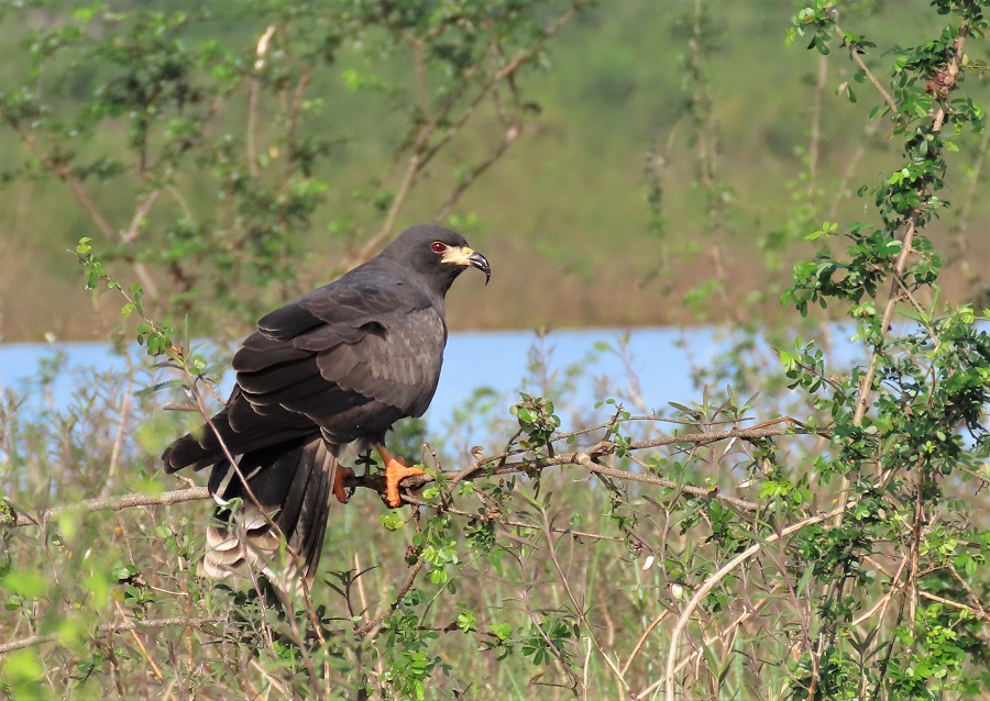 Snail Kite by Gina Nichol