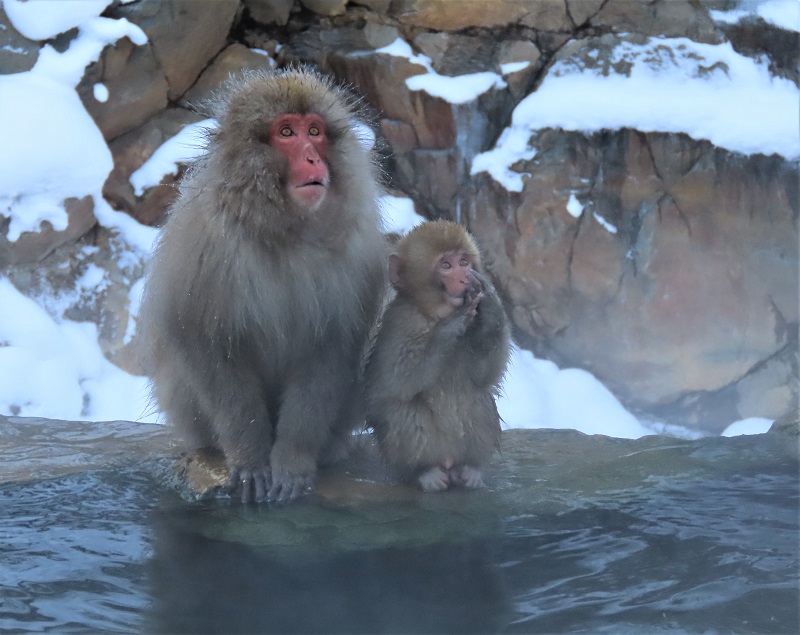 Japanese Macaque, the Snow Monkey. Photo © Gina Nichol. 