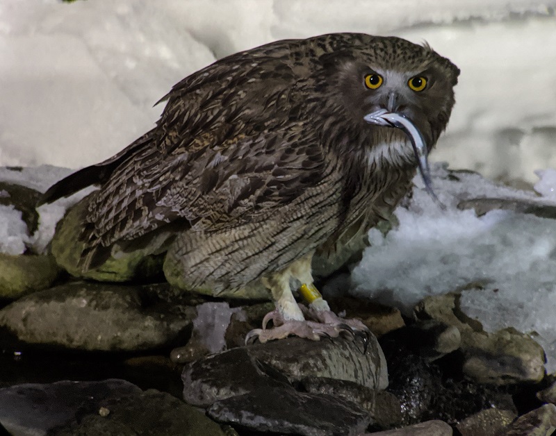 Blakiston's Fish Owl. Photo by Keith Langdon. 