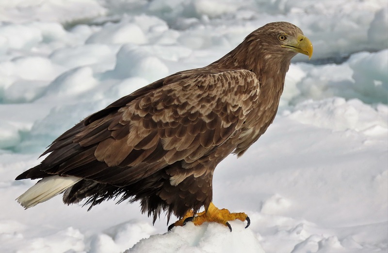 White-tailed Eagle. Photo © Gina Nichol.