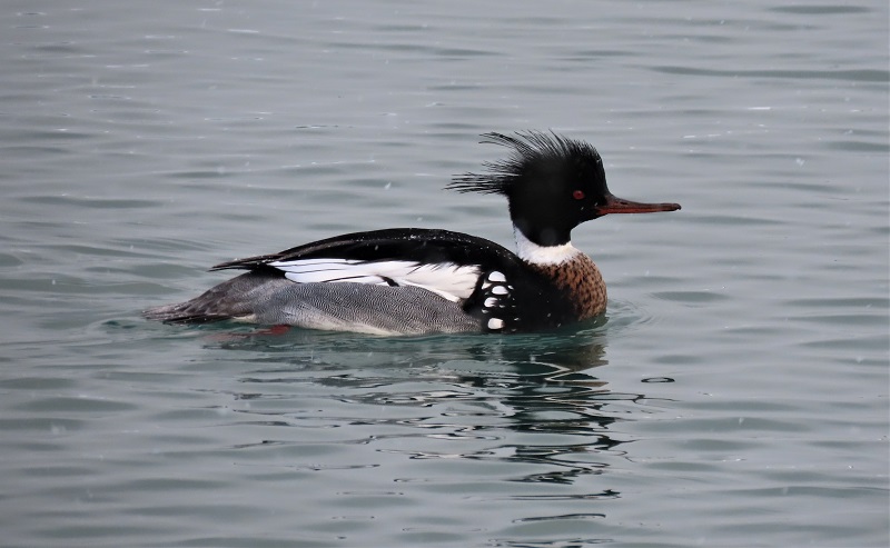 Red-breated Merganser. Photo © Gina Nichol.